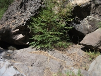 rrente Quarantore-20110911 043